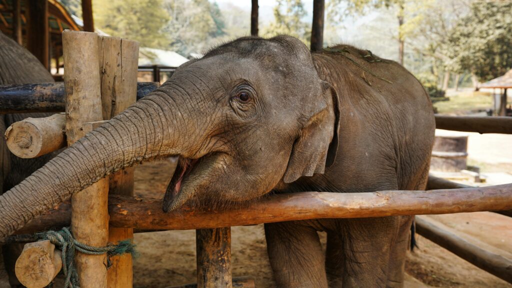 An elephant being fed in Chiang Mai